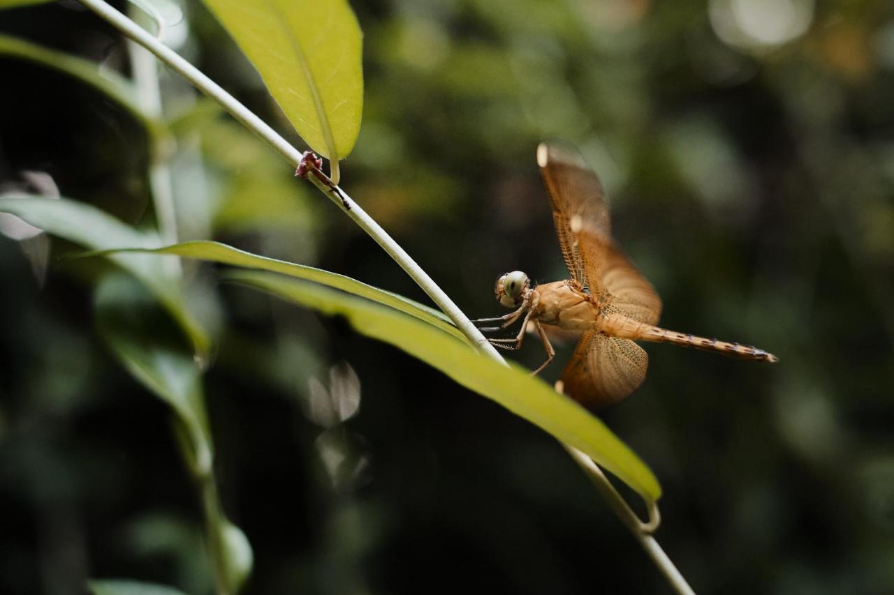 Moringa Ubud Villa Εξωτερικό φωτογραφία